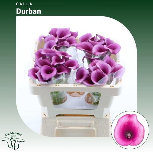 Zantedeschia 'Durban'