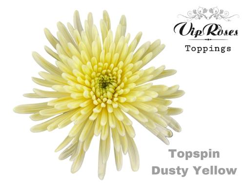 Chrysanthemum geplozen kas kleurbehandeld H%