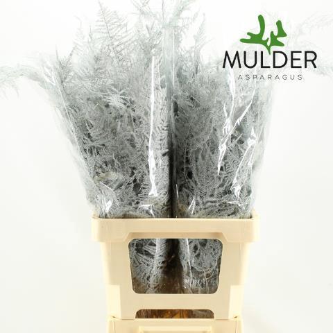Asparagus overig kleurbehandeld H%