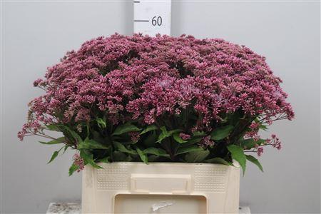 Eupatorium purpureum