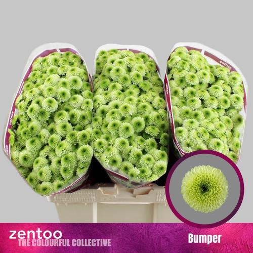 Chrysanthemum (Indicum Grp) tros santini Aaa Bumper