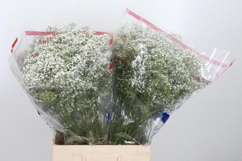 Gypsophila paniculata 'Million Stars'