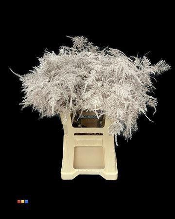 Asparagus overig kleurbehandeld H%