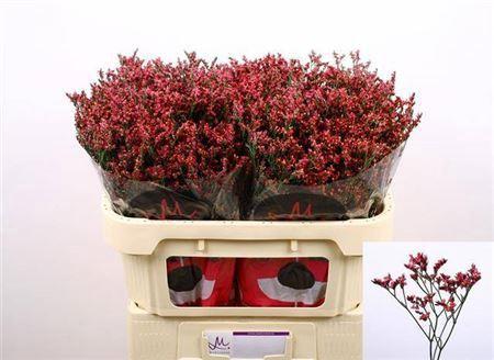 Limonium sinensis Scarlet Diamond