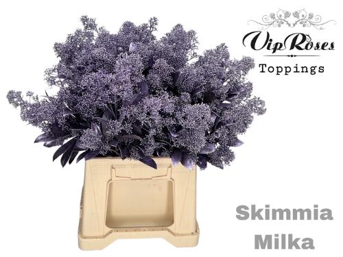 Skimmia per bos overig kleurbehandeld H%