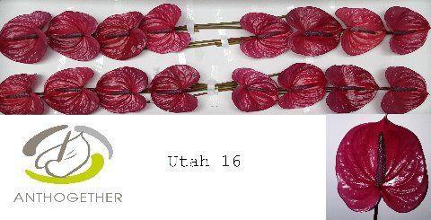 Limonium 'Misty Pink'