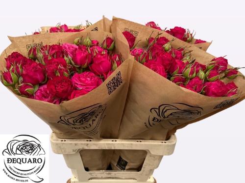 Rosa tros Domino