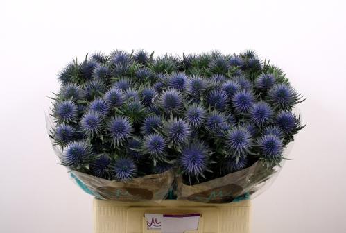 Eryngium planum Magnetar Questar