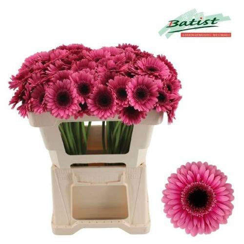 Gerbera mini 'Arabel'