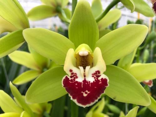 Cymbidium mini per tak Evergreen '...'