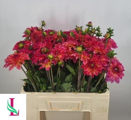 Dahlia (Decorative Grp) 'Belfloor'