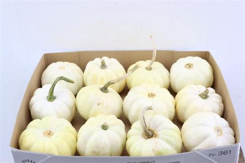 Cucurbita pepo