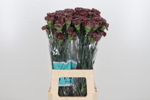 Dianthus standaard overig