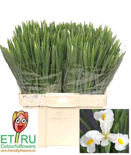 Iris (Hollandse Iris Grp) 'White Magic'
