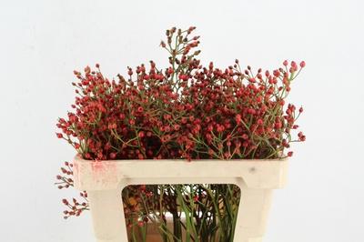 Rosa Magical Red Cascade