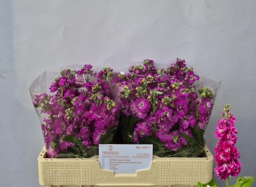 Matthiola incana Anytime Rose