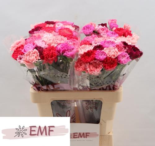 Dianthus standaard gemengd in bos