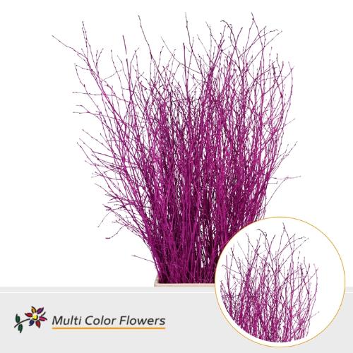 Betula kleurbehandeld H%