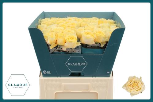 Rosa grootbloemig Buttercup