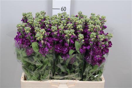 Matthiola incana 'Debora'