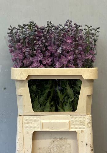Delphinium dubbelbloemig (Elatum Grp) 'Dewi Melody'