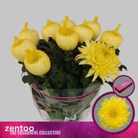 Chrysanthemum (Indicum Grp) geplozen Magnum Yellow