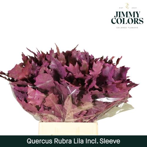 Quercus rubra kleurbehandeld H%