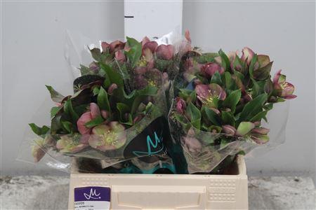 Helleborus 'Mammoth Pink'