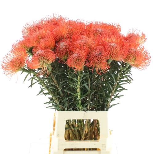 Leucospermum cordifolium 'Succession'