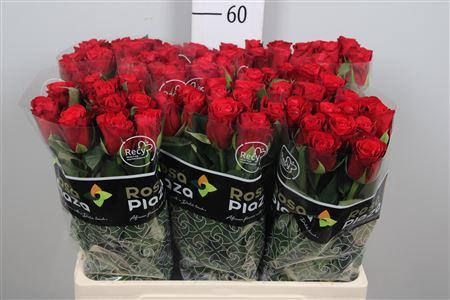 Rosa grootbloemig Red Ribbon