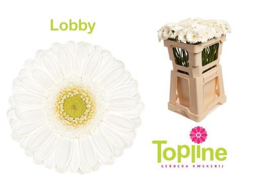 Gerbera mini 'Lobby'