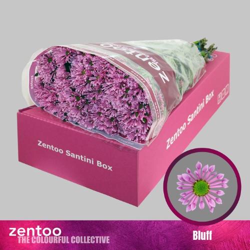 Chrysanthemum (Indicum Grp) tros santini AAA Bluff