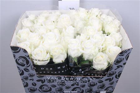 Rosa grootbloemig Noëlia