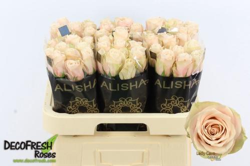 Rosa grootbloemig Lady Cava+