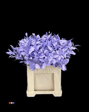 Ruscus kleurbehandeld H%