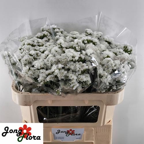 Limonium sinuatum White Starlight Wings