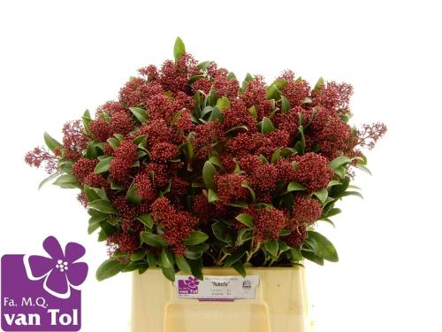 Skimmia per bos japonica 'Rubella'