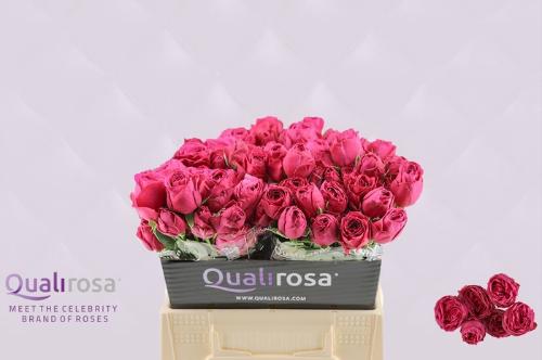 Rosa tros Hot Pink Lace