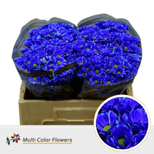 Chrysanthemum (Indicum Grp) tros santini  AAA Bowie kleurbehandeld H%
