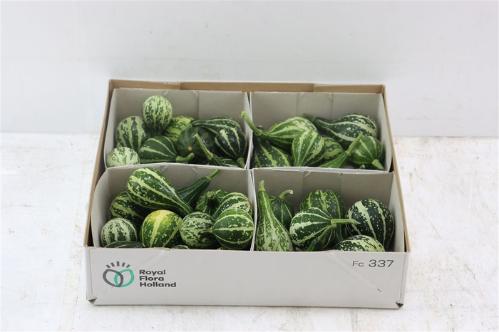 Cucurbita pepo