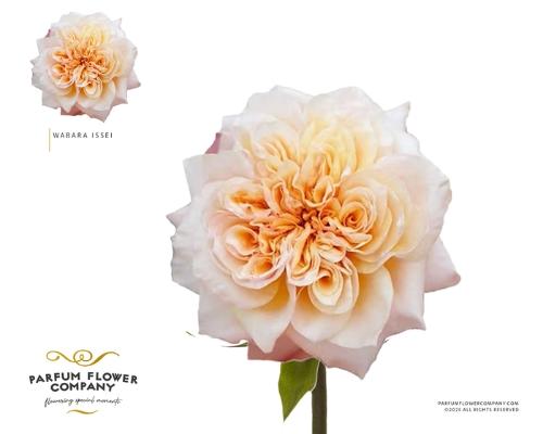 Rosa grootbloemig overig