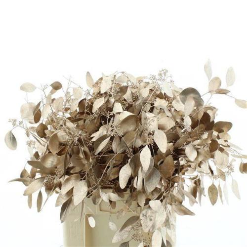 Eucalyptus polyanthemos (fruit) kleurbehandeld per bos H%