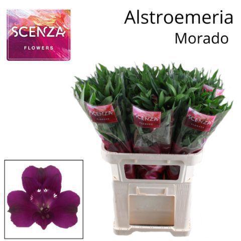 Alstroemeria Morado
