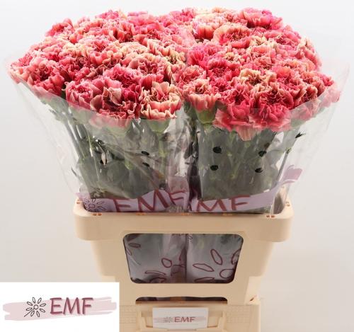 Dianthus standaard Ipanema