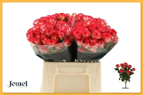 Rosa tros Summer Dance