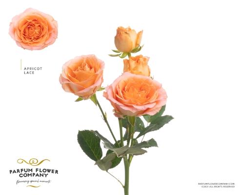 Rosa tros Apricot Lace