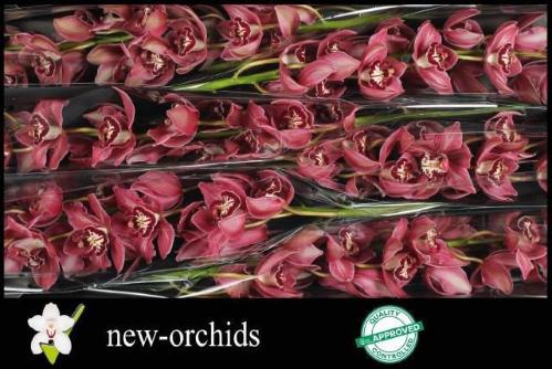 Cymbidium grootbloemig per tak Crash Landing 'Double Red'