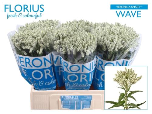 Veronica x media Smart Wave