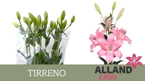 Lilium (LA-hybrids Grp) 'Tirreno'