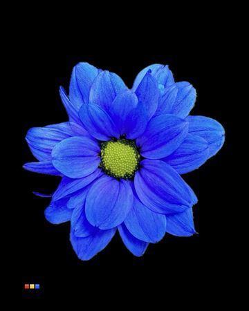 Chrysanthemum Indicum Grp tros kas kleurbehandeld H%